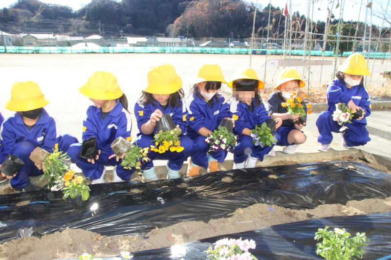 1年花苗植え06