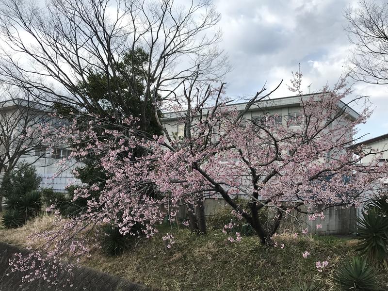 プール北側の早咲きの桜のようすです。他の桜の木も大きくつぼみを膨らませ、生徒のみなさんの登校を心待ちにしているかのようです。